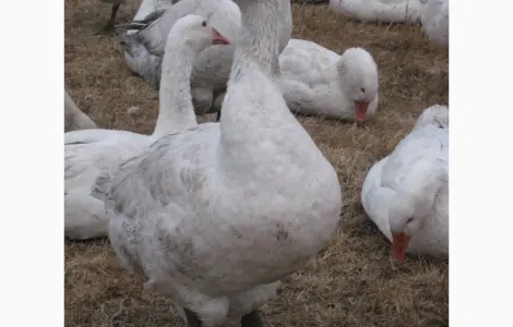 Продам інкубаційне яйце гусака породи мамут