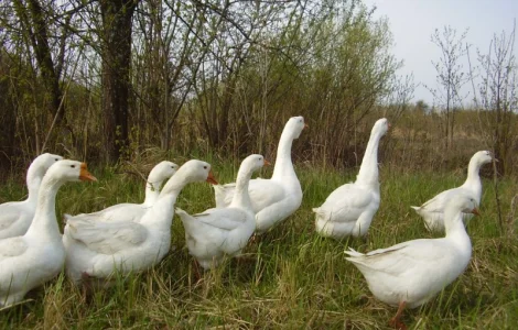 Гусиные яйца