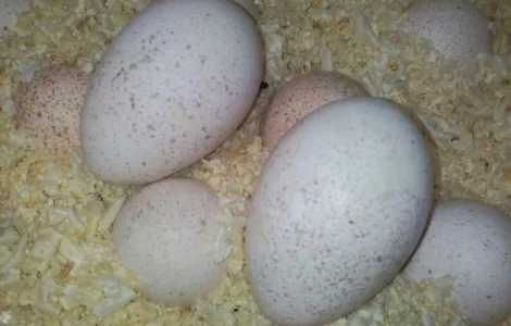 Інкубаційні яйця індичок БІГ-6. Відправка по Україні