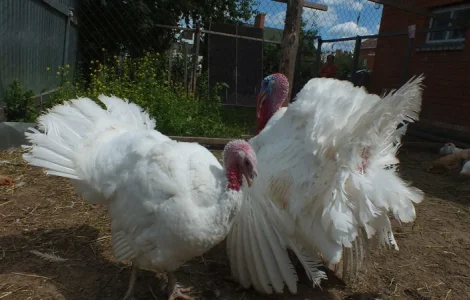 Инкубационные яйца индюков