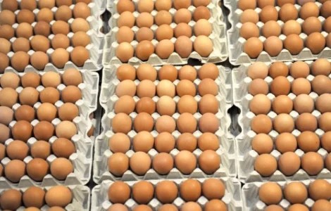 Продам яйце інкубаційне