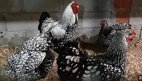 Продам инкубационные яйца курей Виандот