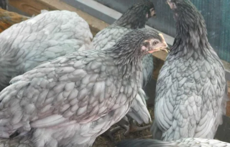 Реалізуємо інкубаційні яйца курей домінант Д107