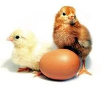 Реалізуємо інкубаційні яйца кобб500