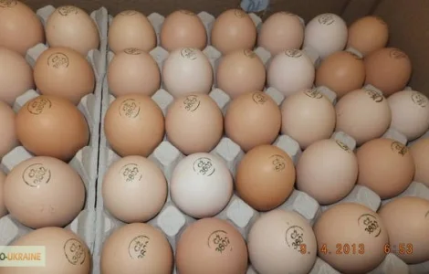 Инкубационные яйца Венгрия Польша Чехия (маркированные) КООБ 500 и другие породы