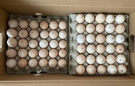 Яйця інкубаційні бройлера