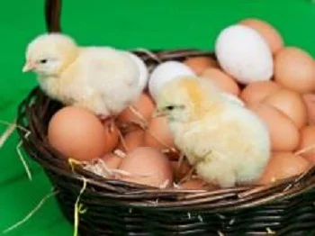 Продам інкубаційне яйце бройлера КОББ 500 та мясояєчних кросів, качок та гусей