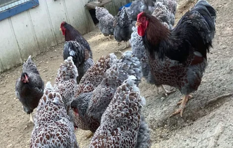 Інкубаційне яйце, сім'ї курей. Порода Віандот: блакитне золото, куріпчастий