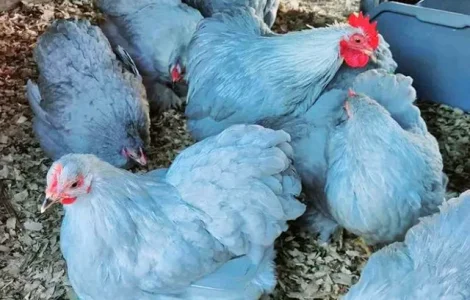 Інкубаційне яйце, сім'ї курей. Порода Кохінхін: лаванда, фарфоровий