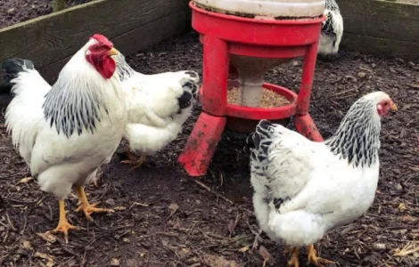 Віандот (колумбія, блакитна, смугастий) яйце інкубаційне