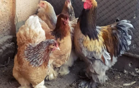 Кохінхін зозулений, помаранчевий. Яйце інкубаційне