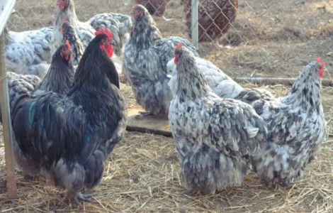 Яйце інкубаційне Орпінгтон, блакитний, фарфоровий, спліш