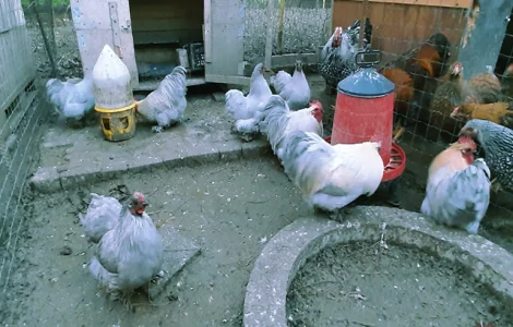 Кохінхін ізабелла, блакитний, лимон. Кури, курчата, яйце інкубаційне