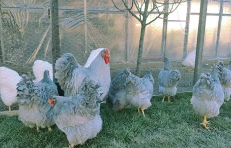 Віандот біле золото, лавандовий, білий.Кури, курчата, яйце інкубаційне