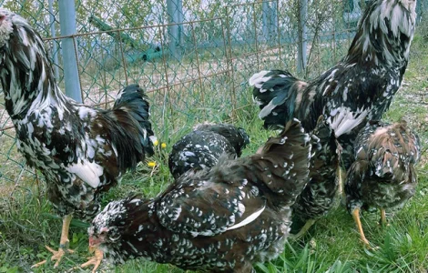 Орловська ситцева, смугаста, біла.Кури, курчата, яйце інкубаційне