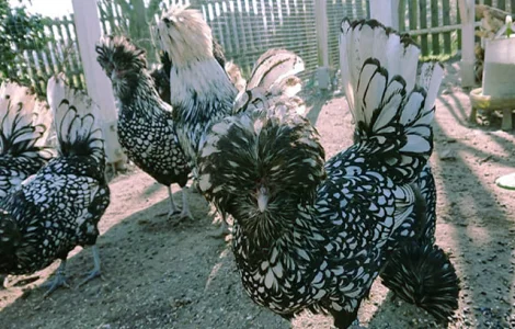 Падуан золото, біле золото, срібло, толбут.Курчата, яйце інкубаційне