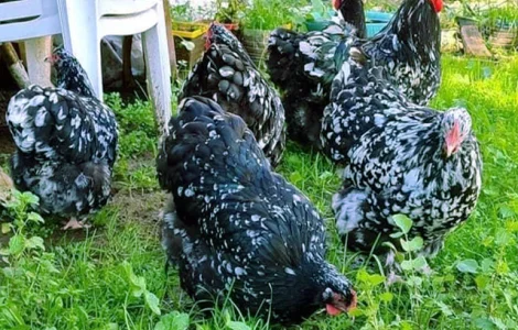 Орпінгтон мармуровий, спліш, білий. Кури, курчата, яйце інкубаційне