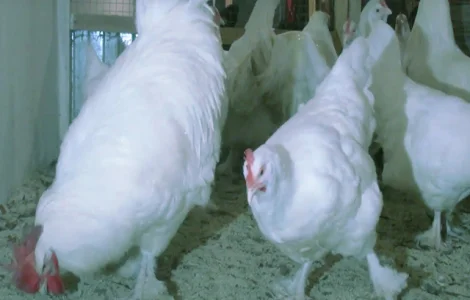 Мехеленська зозуля (Малин) смугастий, білий.Курчата, яйце інкубаційне