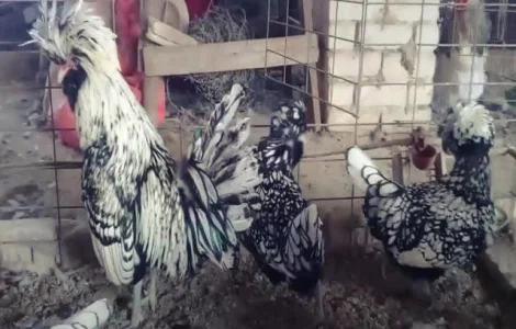 Інкубаційне яйце Падуан, забарвлення срібло, золото