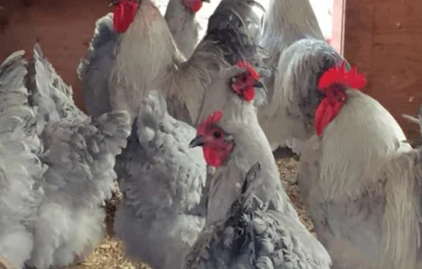 Орпінгтон яйце інкубаційне, забарвлення червоне, лимон, лавандове