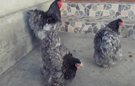 Інкубаційне яйце Кохінхін - блакитний, мармур, золото