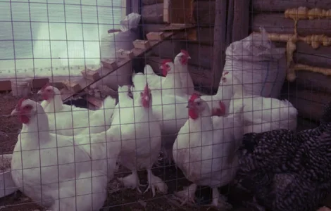 Інкубаційне яйце та курчата. Малин (Мехеленська зозуля): смугастий, білий