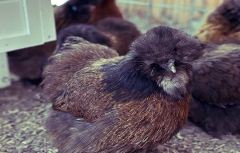 Інкубаційне яйце та курчата. Китайська шовкова: коричнева, фарфорова, спліш