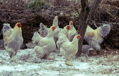 Інкубаційне яйце та курчата. Кохінхін: ізабелла, біле золото