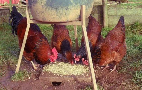 Інкубаційне яйце та курчата. Суссекс: срібло, золото, червоний