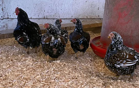 Інкубаційне яйце курей Корніш: блакитний, фарфоровий