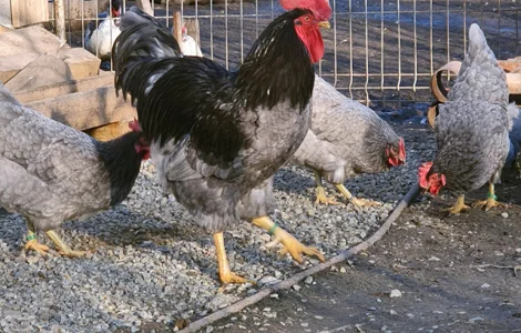 Инкубационное яйцо курей Плимутрок: полосатый, серебро, синий