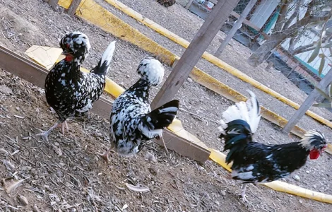 Інкубаційне яйце курей Голландська білохохла: чорна, мармурова, блакитна