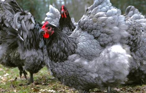 Інкубаційне яйце курей Орпінгтон: фарфоровий, лимон, синій