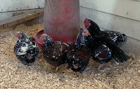 Яйце на інкубацію від породистих курей. Корніш мідній, біло-червоний, фарфоровий