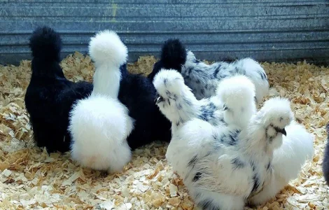 Яйце на інкубацію від породистих курей. Китайські шовкові палева, спліш, чорна