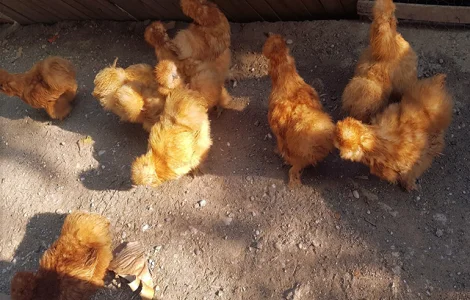 Інкубаційне яйце (курчата). Китайська шовкова: шоколад, палева, спліш