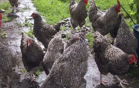 Інкубаційне яйце (курчата). Мехеленська зозуля (малин): смугаста, біла