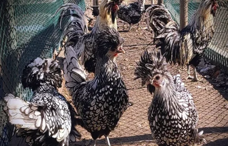 Інкубаційне яйце (курчата). Падуан: срібло, товбут, біле золото