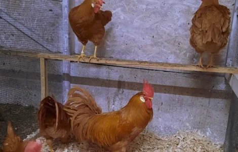 Инкубационное яйцо (цыплята). Леггорн: палевый, лаванда, серебро