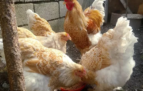 Яйцо инкубационное, цыплята, Кохинхин белое золото, голубой