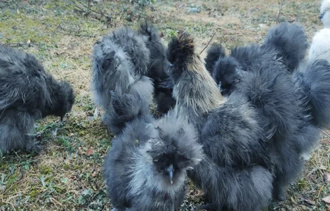 Інкубаційне яйце, курчата, Китайська шовкова чорна, синя, палева, спліш. Оплід хороший