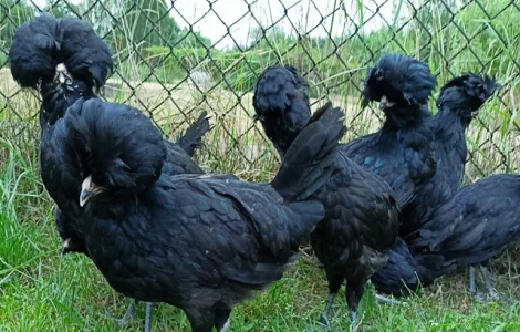 Інкубаційне яйце, курчата, Падуан чорний, зозулений. Оплід хороший