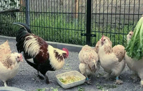 Продається яйце інкубаційне, курчата. Фавероль загірська лососева