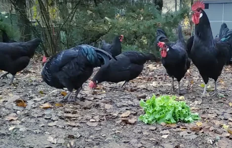 Инкубационное яйцо. Цыплята