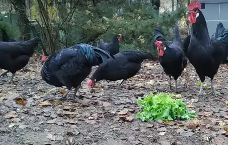 Інкубаційне яйце. Курчата