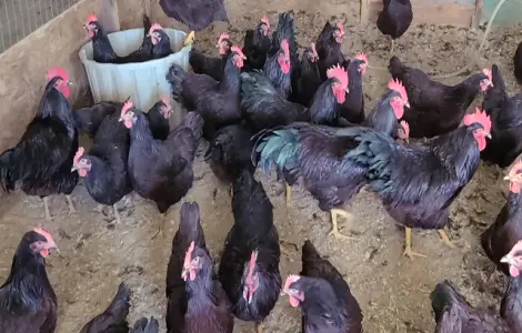 Інкубаційне яйце, птиця, курчата, Род-Айленд - червоний, білий