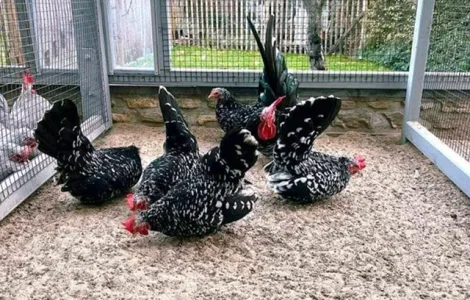 Яйцо на инкубацию, цыплята, Шабо: голубой, фарфоровый, лаванда, мрамор