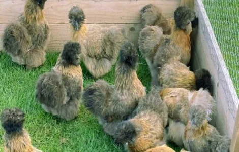 Яйце інкубаційне китайська шовкова порода курей. П'ять окрасiв