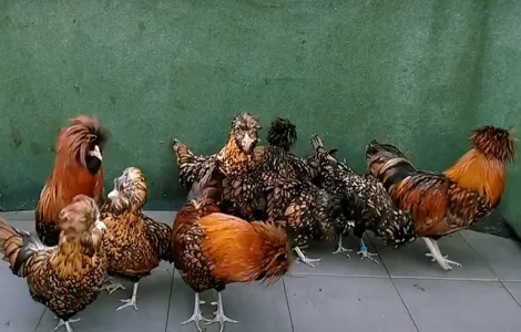 Яйце на інкубацію, курчата, Падуан: золото, фарфоровий