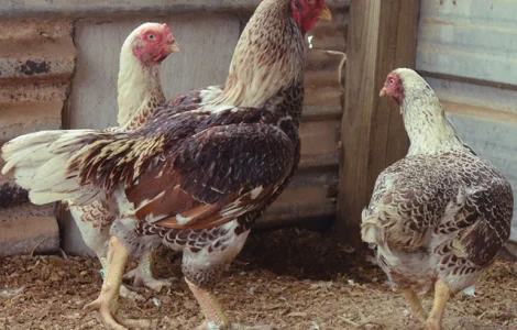 Інкубаційне яйце. Курчата. Корніш червоно-білий, білий